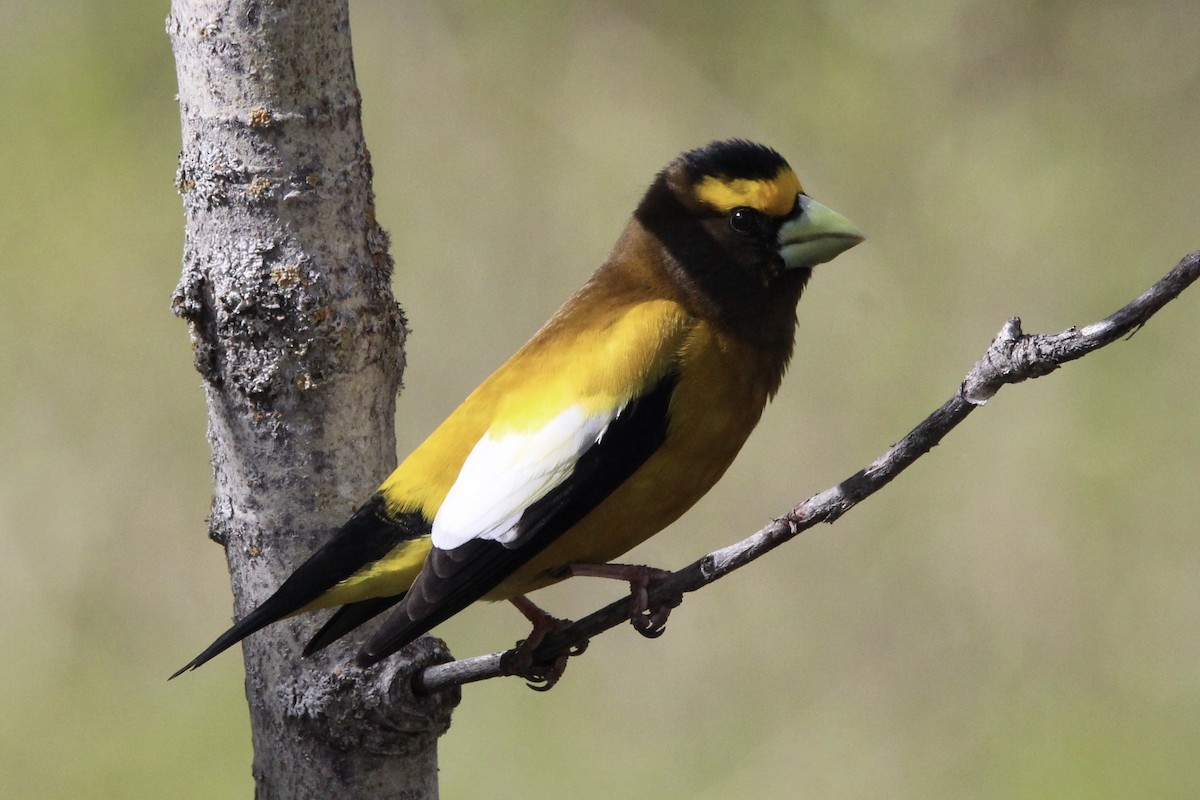 Evening Grosbeak - ML619751186