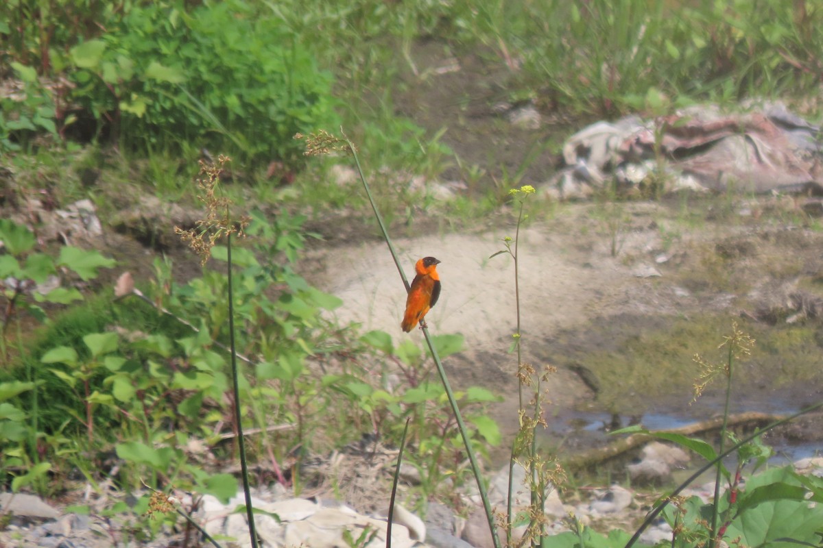 Northern Red Bishop - ML619751202