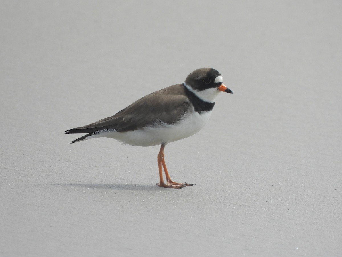 Semipalmated Plover - ML619751232