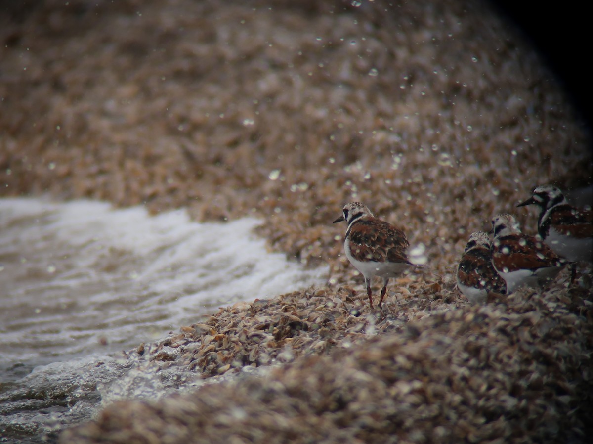 Ruddy Turnstone - ML619751261