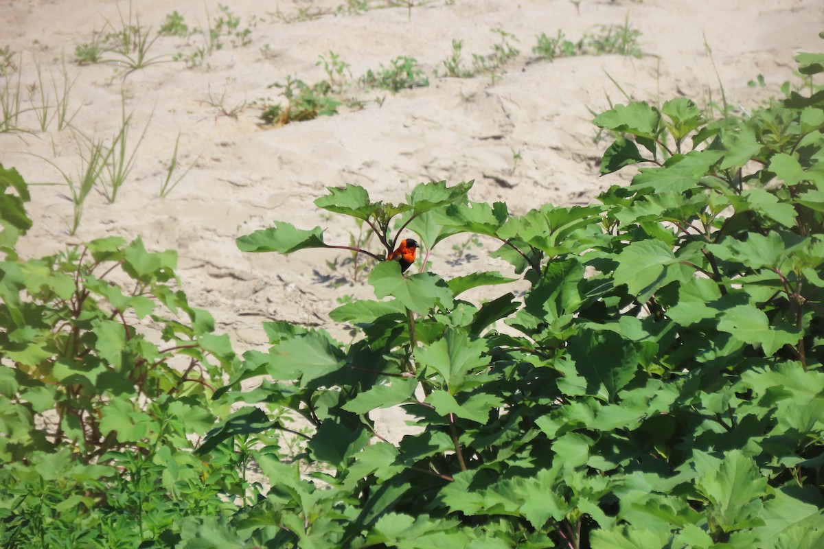 Northern Red Bishop - ML619751267