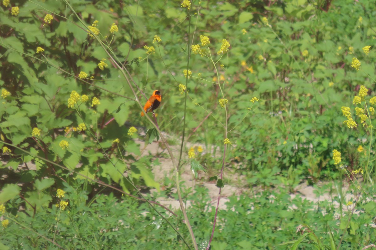 Northern Red Bishop - ML619751272