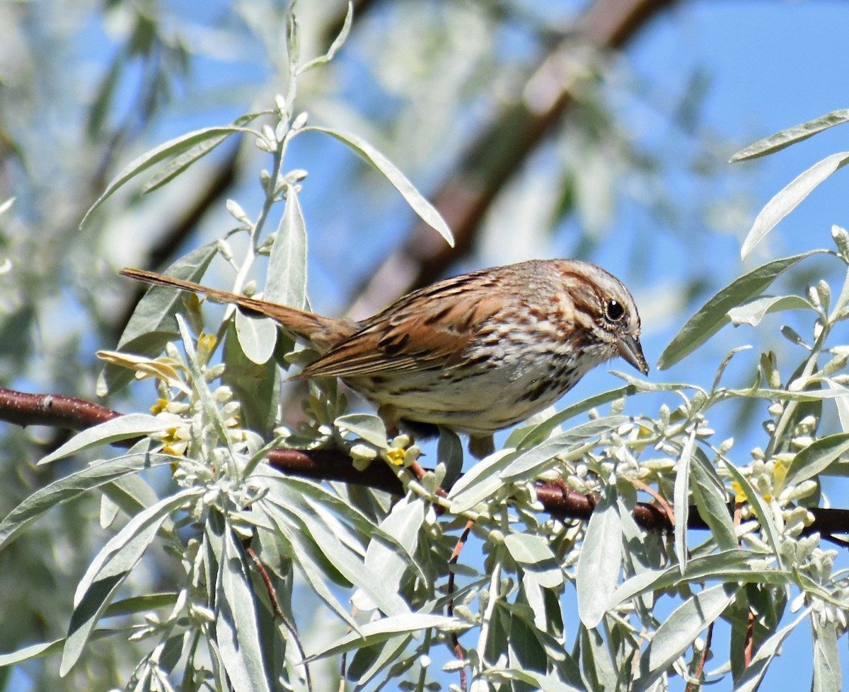 Song Sparrow - ML619751287