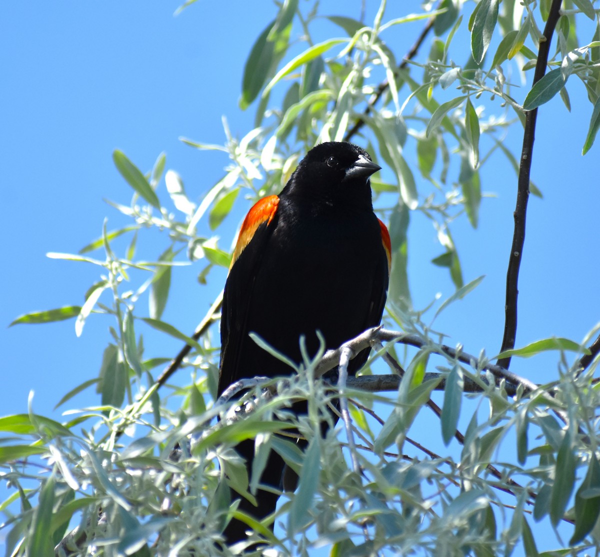 Red-winged Blackbird - ML619751291