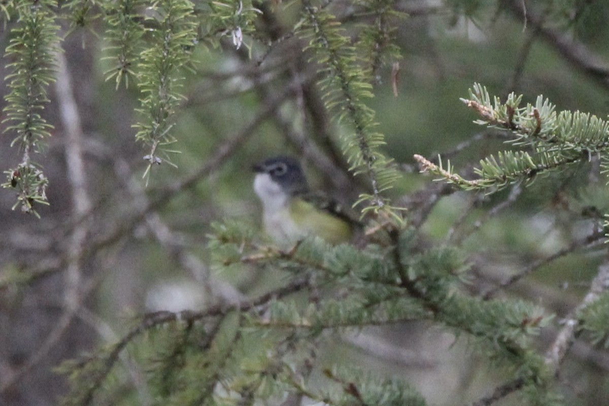 Blue-headed Vireo - ML619751302