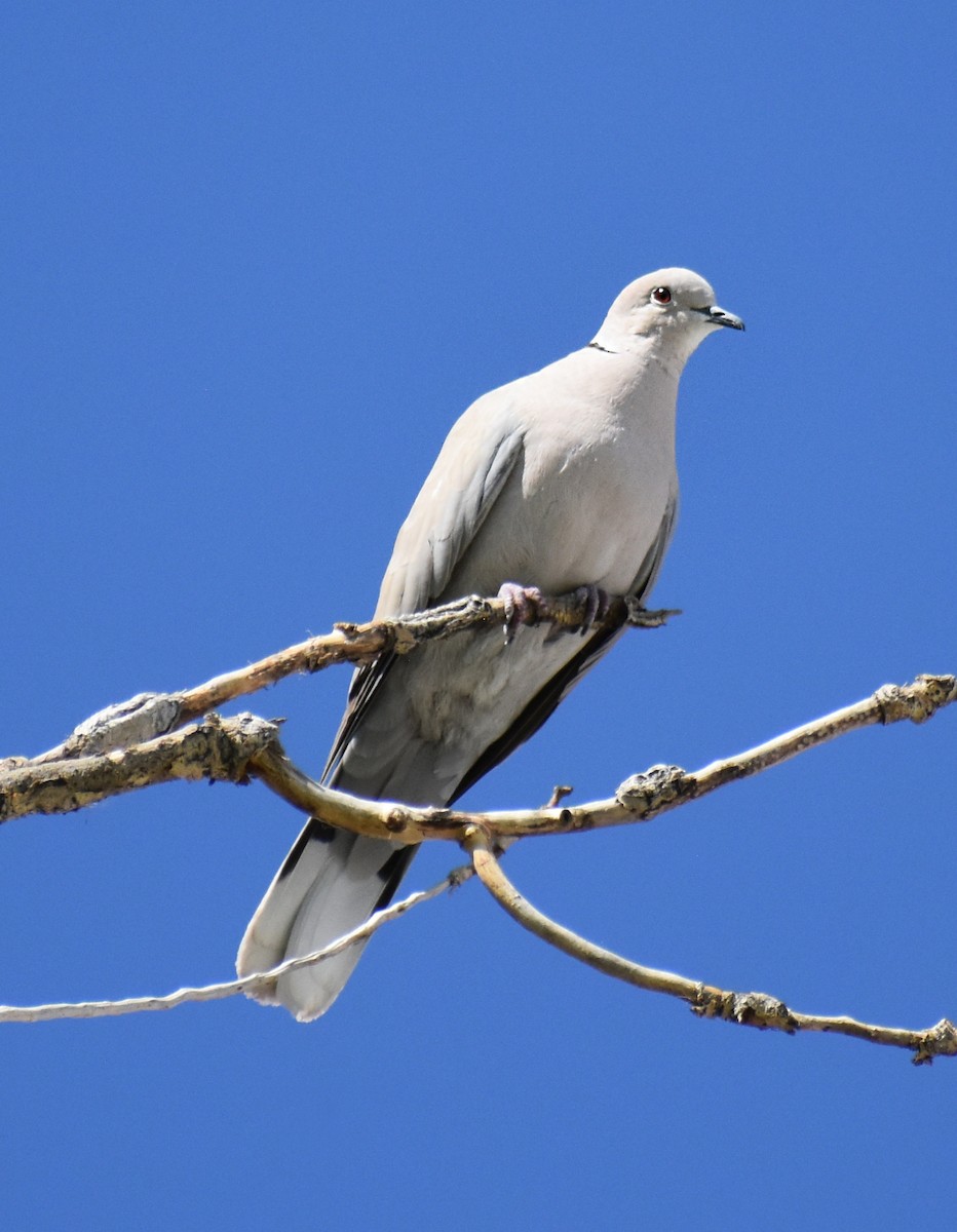 Eurasian Collared-Dove - Cody Russell