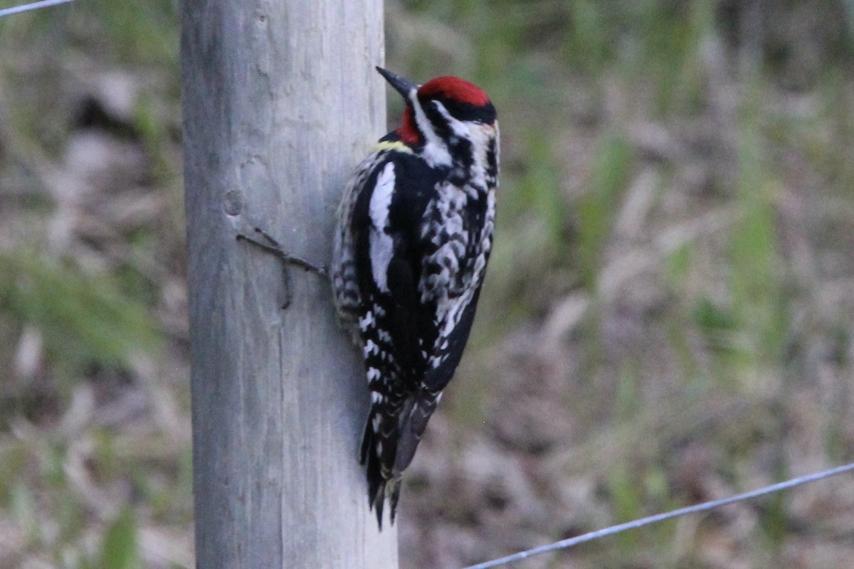 Yellow-bellied x Red-naped Sapsucker (hybrid) - ML619751305