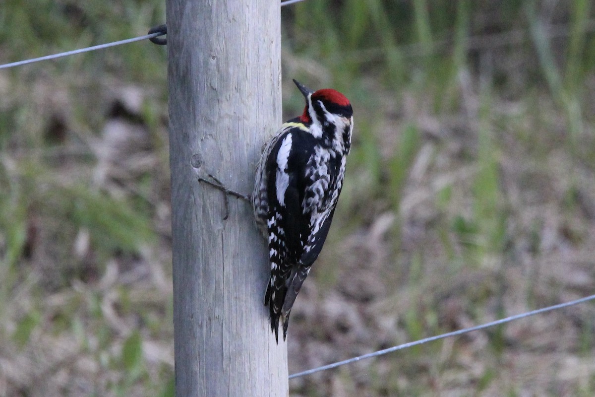 Yellow-bellied x Red-naped Sapsucker (hybrid) - ML619751306