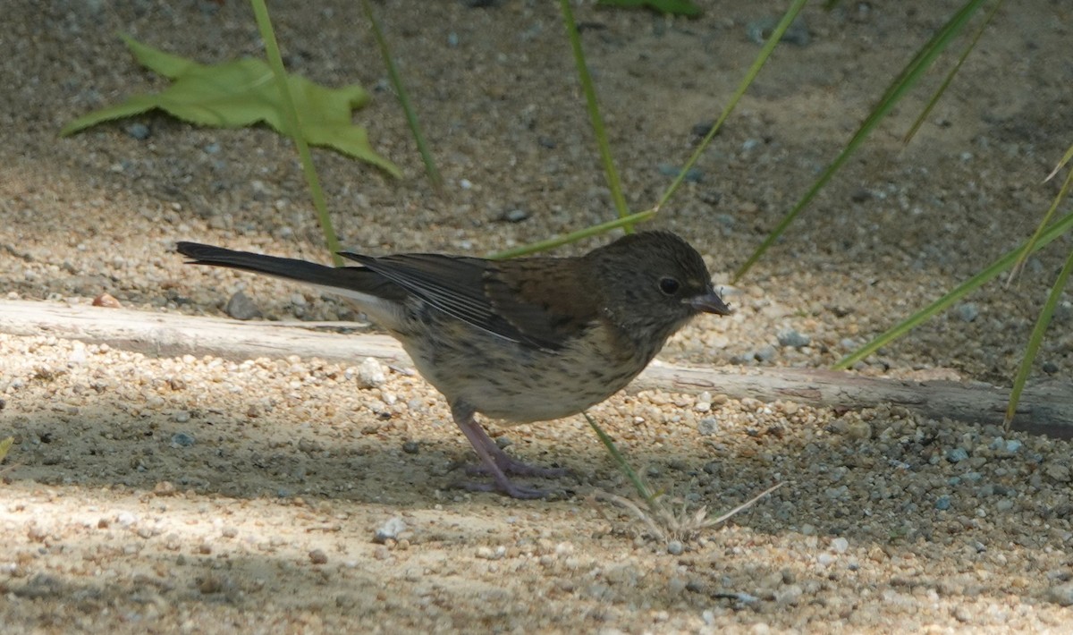 Dark-eyed Junco (Oregon) - ML619751323