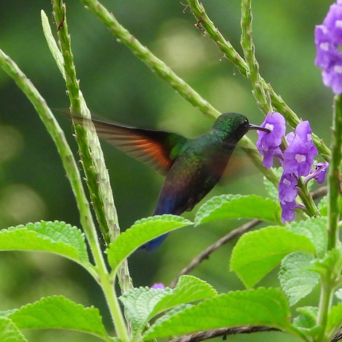 Blue-tailed Hummingbird - ML619751332