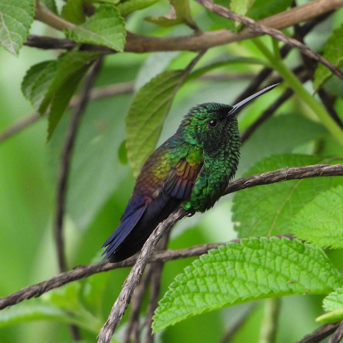 Blue-tailed Hummingbird - ML619751333
