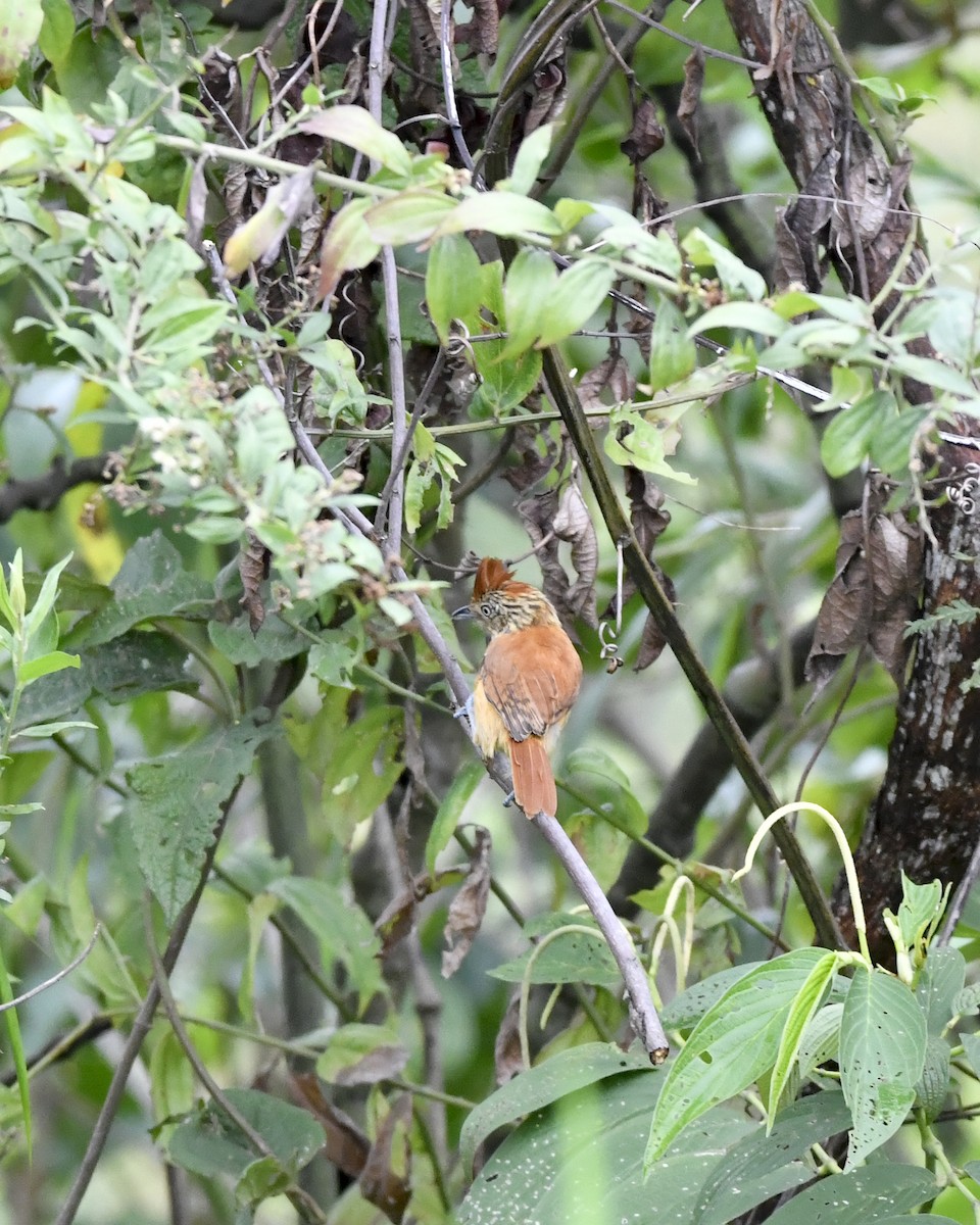 Barred Antshrike - ML619751338