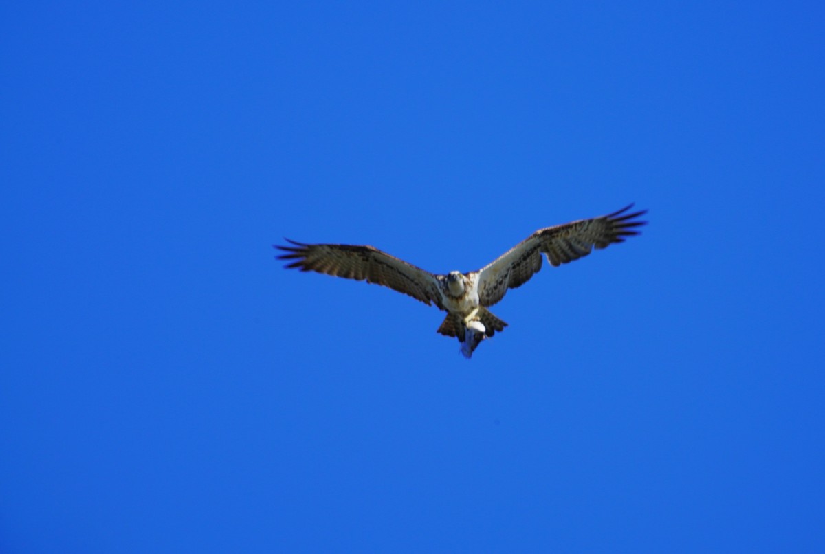 Águila Pescadora (Australia) - ML619751341