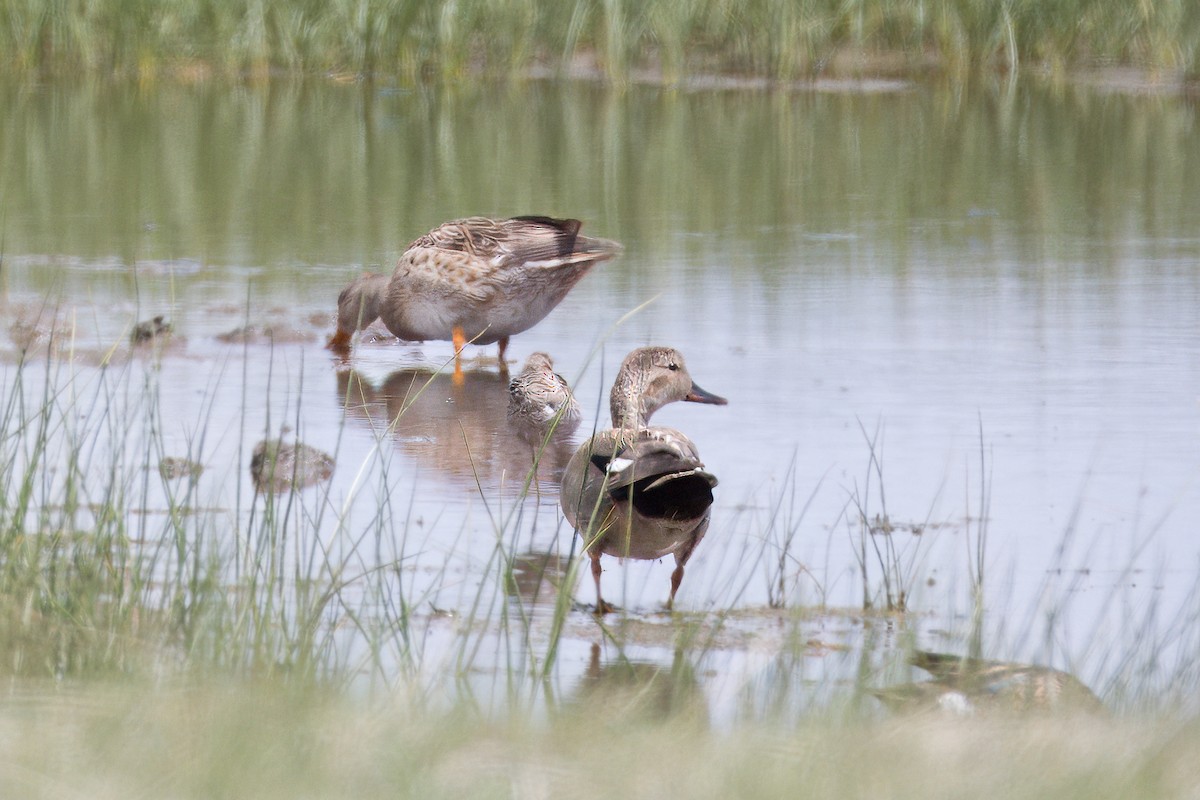 Canard chipeau - ML619751365