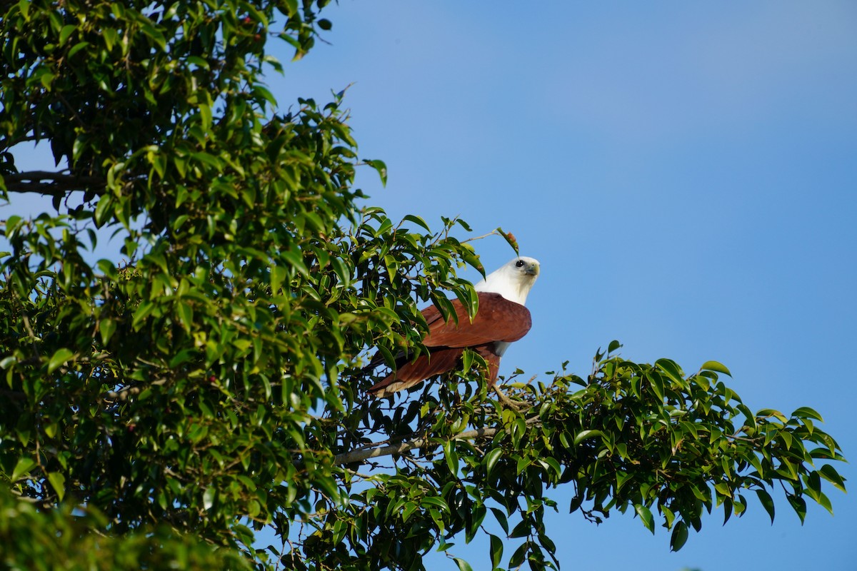 Brahminy Kite - ML619751371