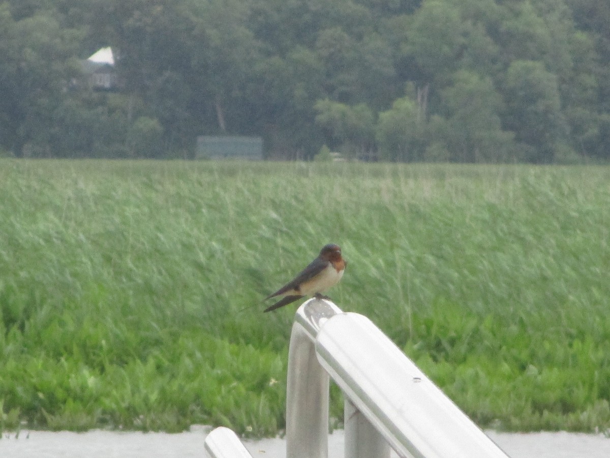 Barn Swallow - ML619751406