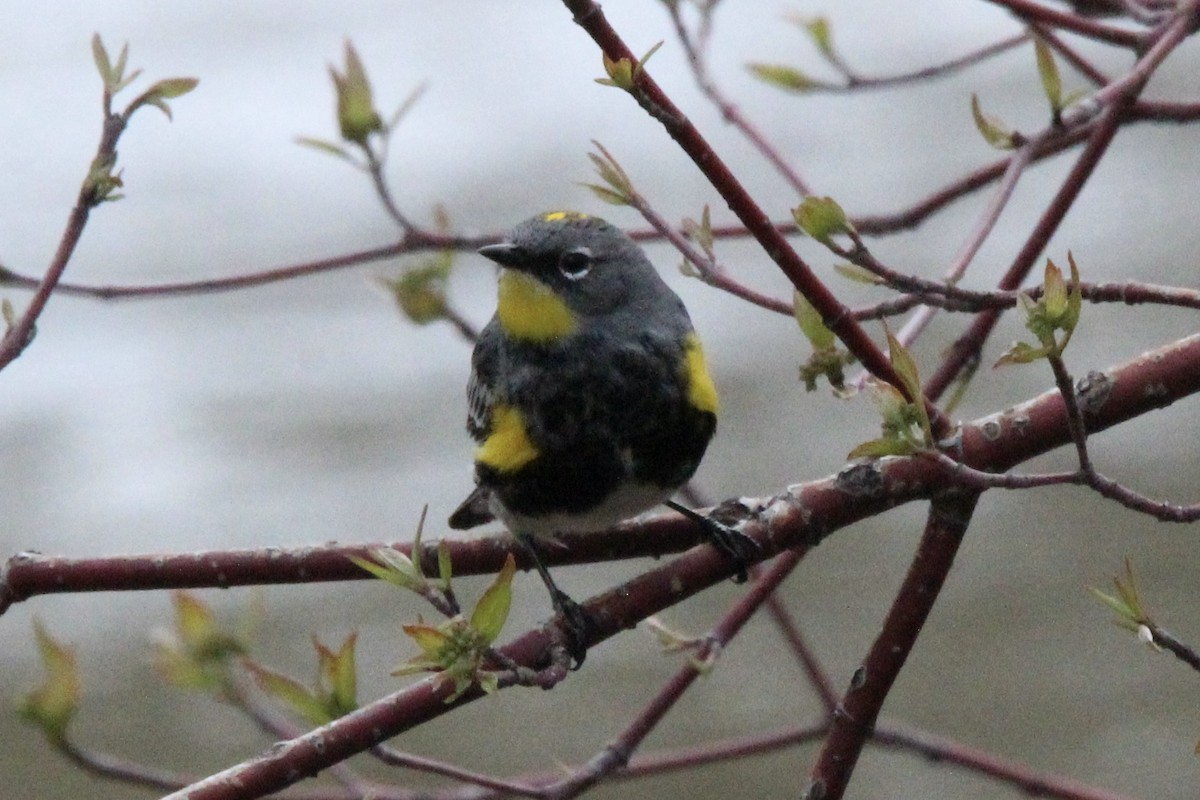 Yellow-rumped Warbler (Audubon's) - ML619751413
