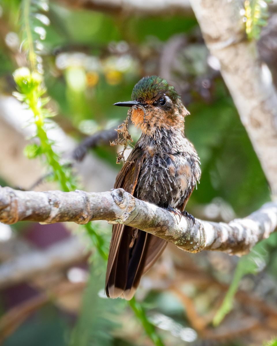 kolibřík dřišťálový - ML619751416