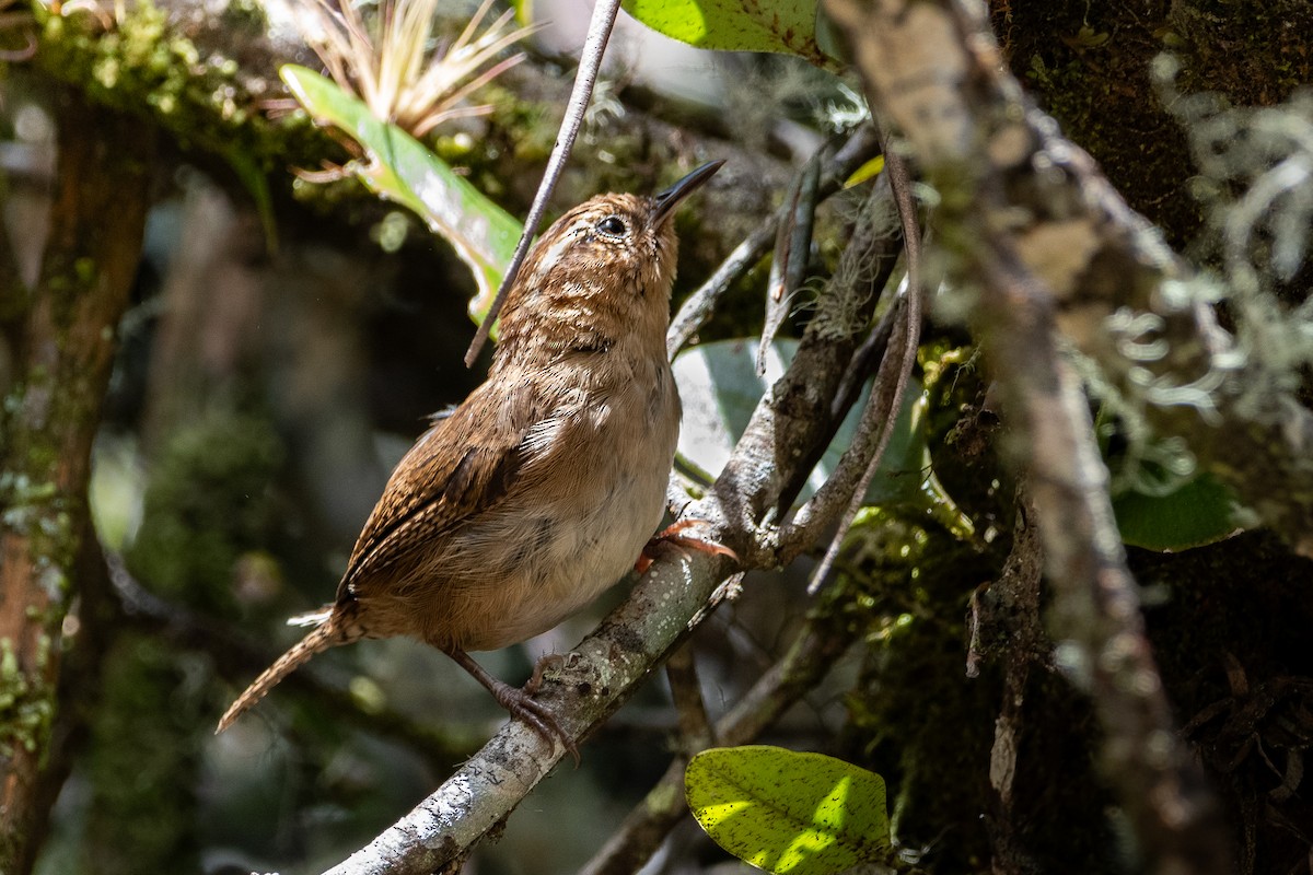 Mountain Wren - ML619751419