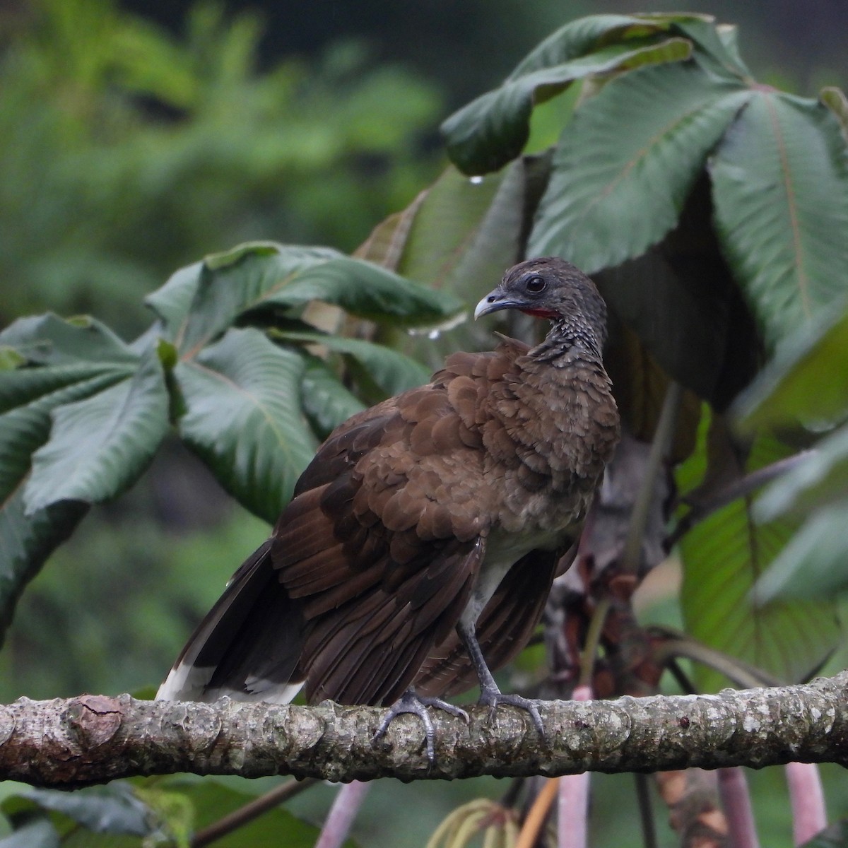 White-bellied Chachalaca - ML619751473