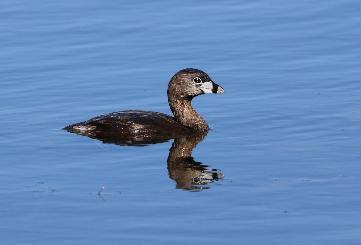 Pied-billed Grebe - ML619751483