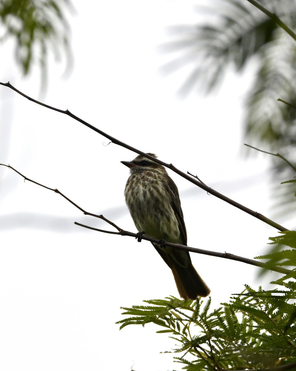 Streaked Flycatcher - ML619751487