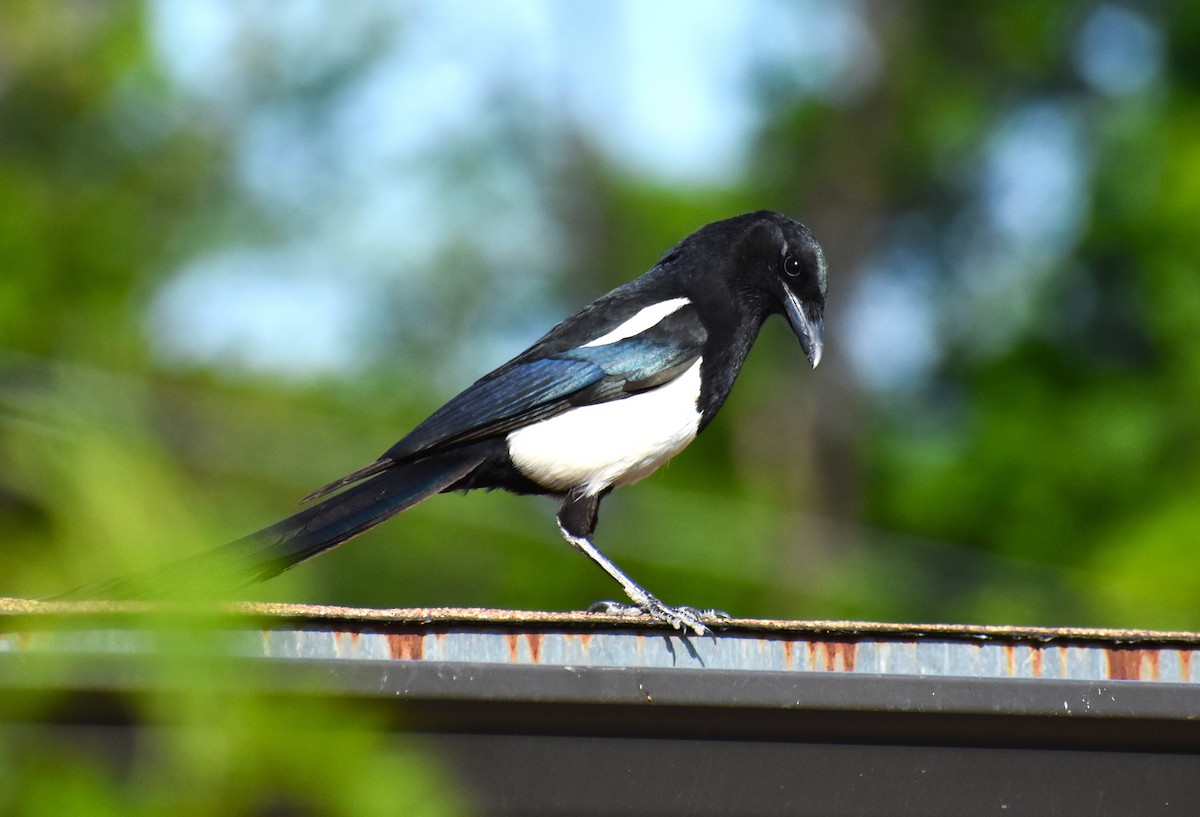 Black-billed Magpie - ML619751491