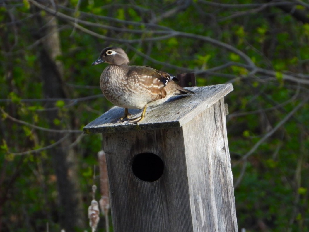 Wood Duck - ML619751494