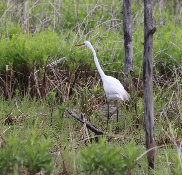 Great Egret - ML619751503