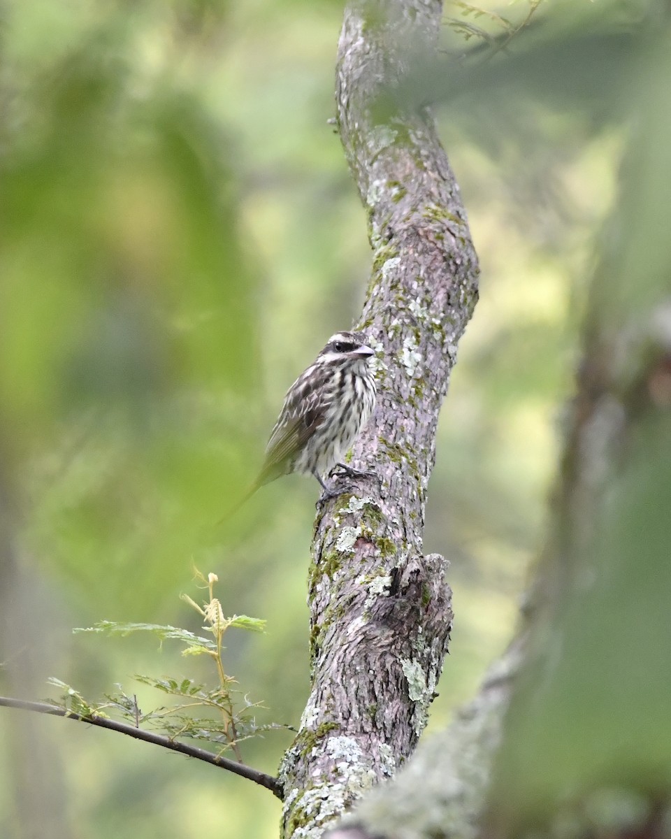 Streaked Flycatcher - ML619751504