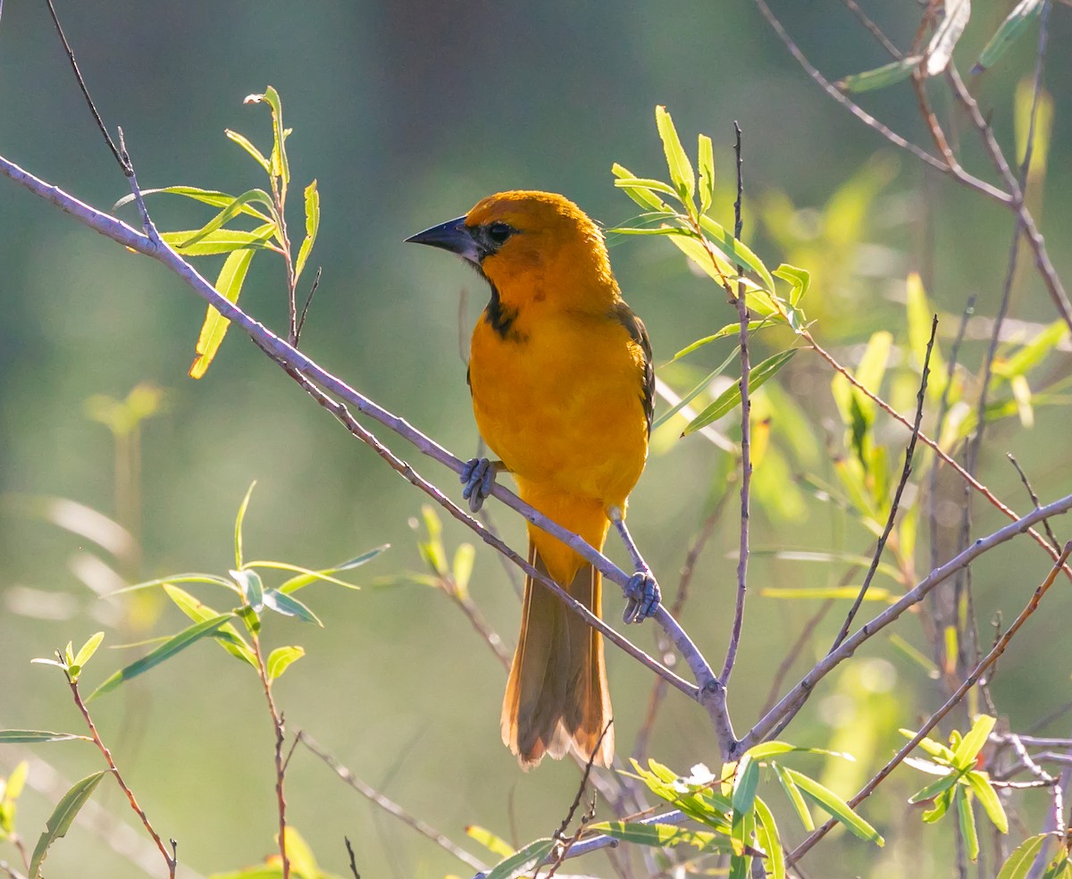 Oriole à gros bec - ML619751506