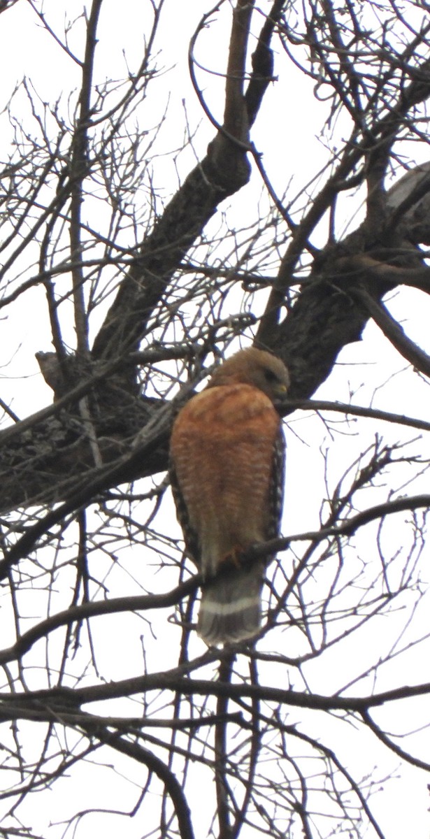 Red-shouldered Hawk - Carol Furutani