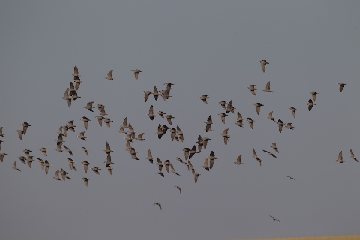 Flock Bronzewing - Adrian Boyle