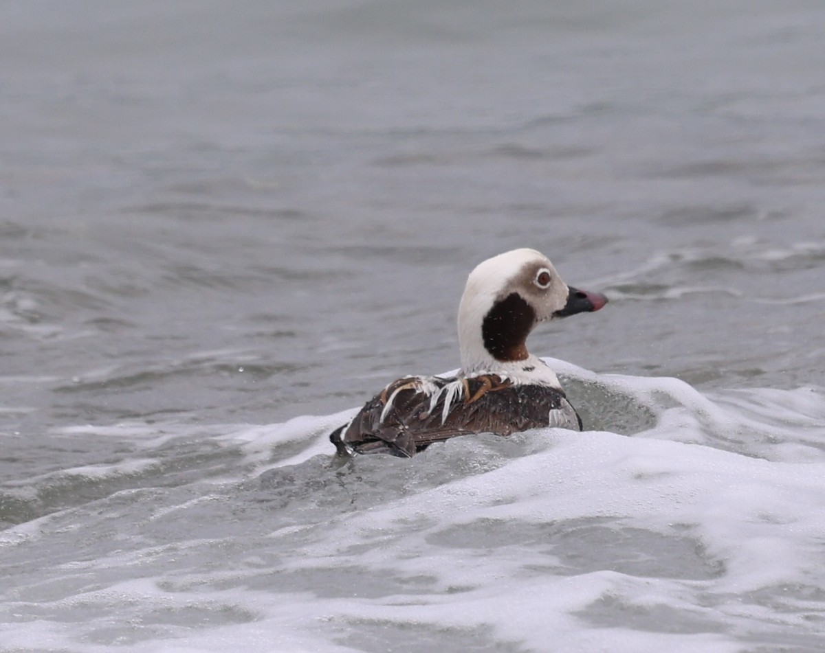 Long-tailed Duck - ML619751520