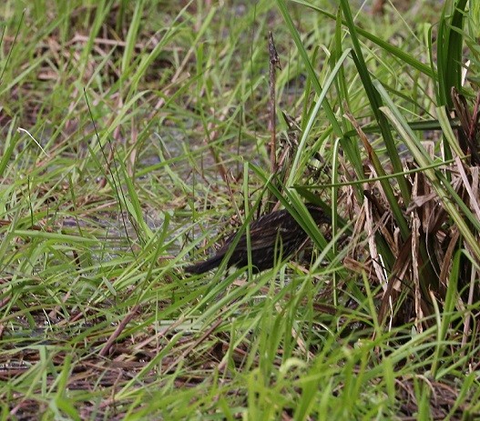 Red-winged Blackbird - ML619751523