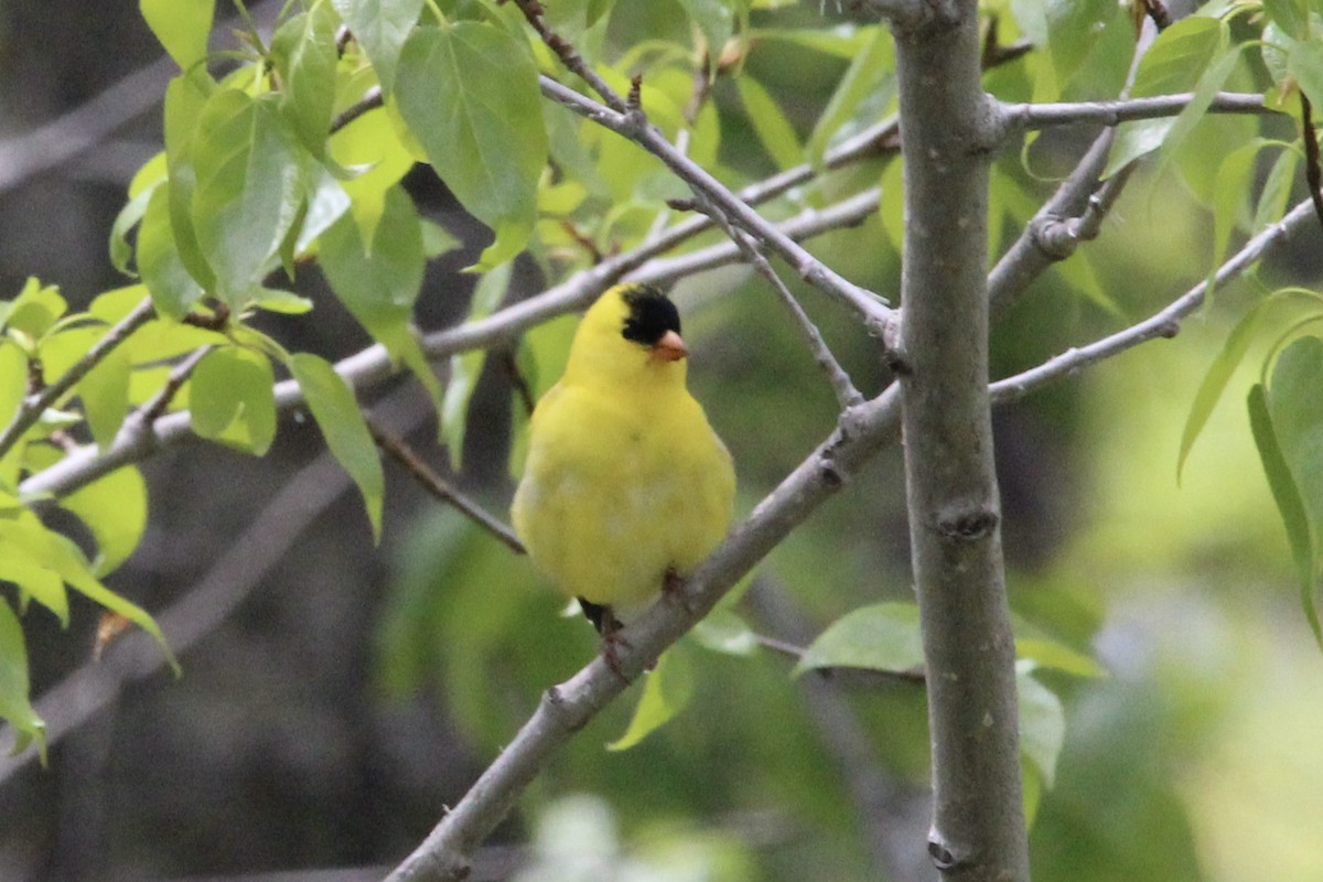 American Goldfinch - ML619751528