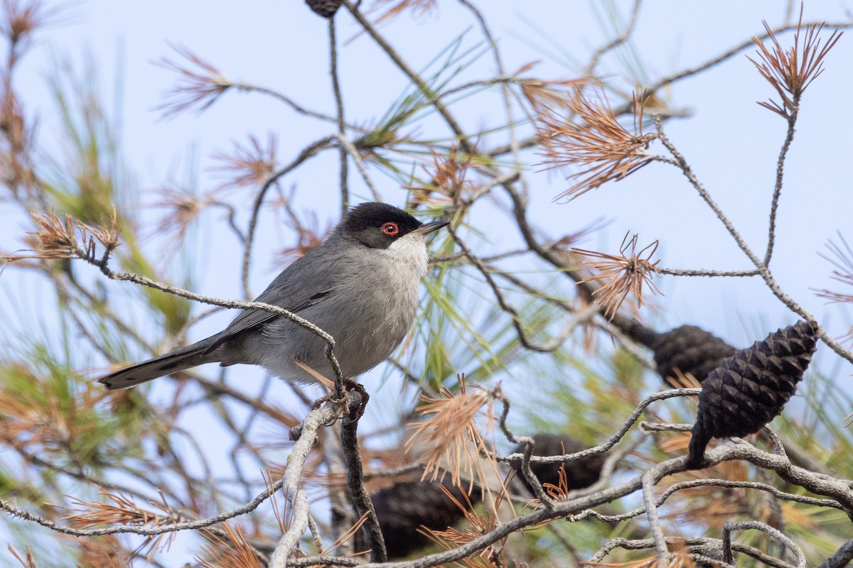 Sardinian Warbler - ML619751531