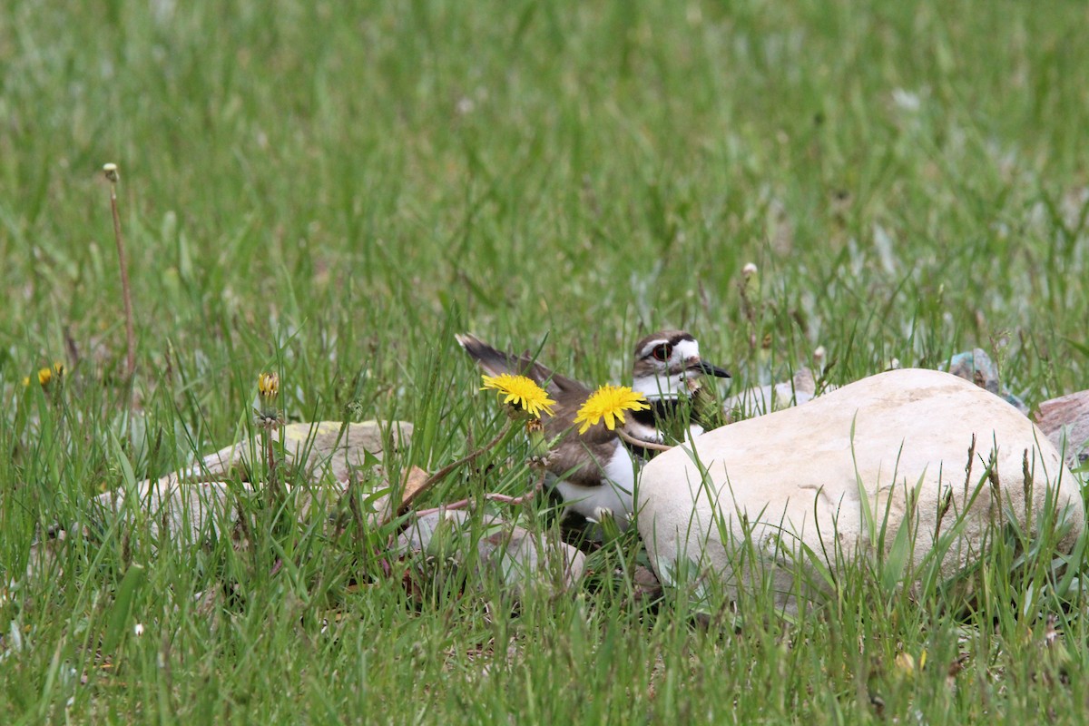 Killdeer - ML619751532