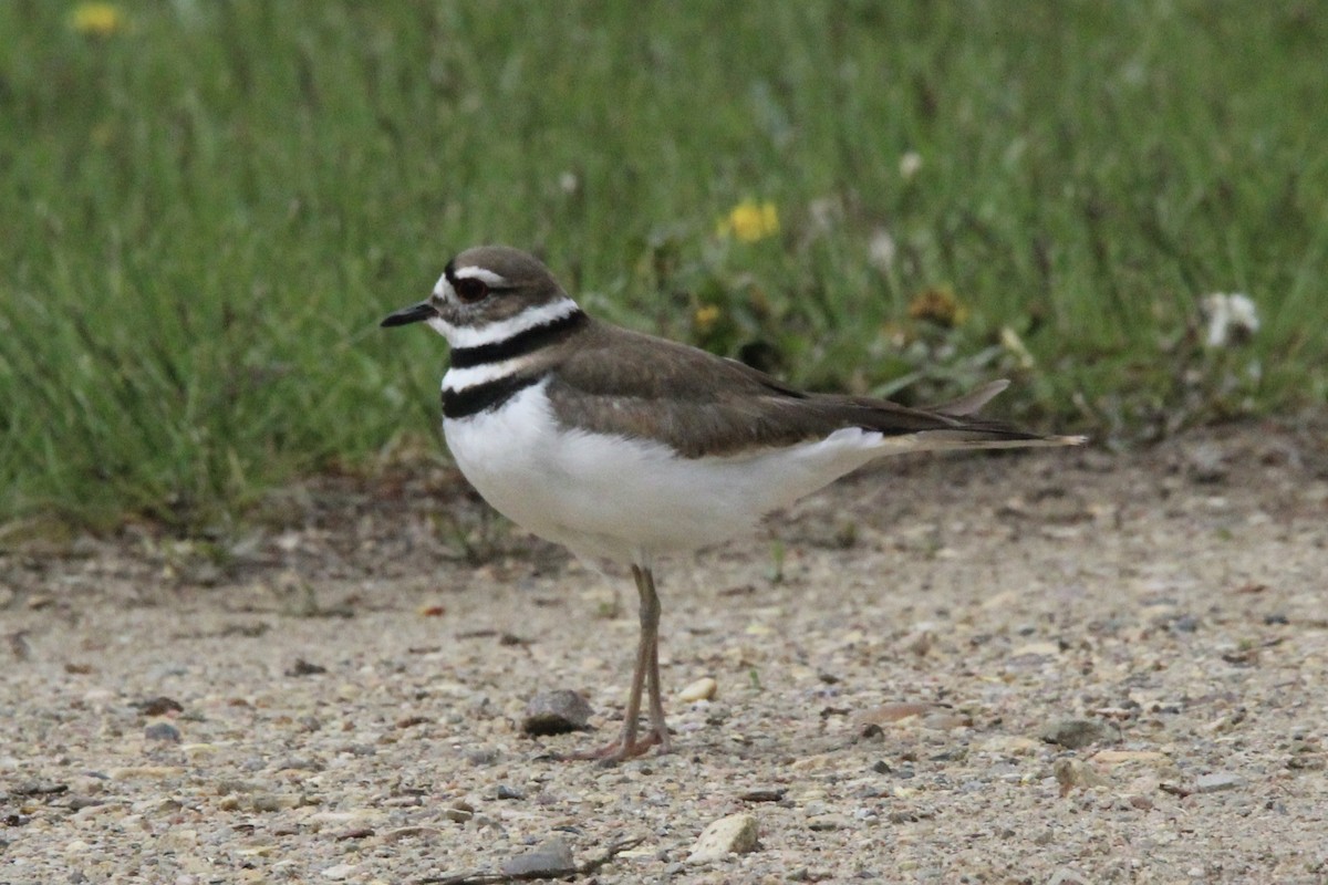 Killdeer - ML619751543