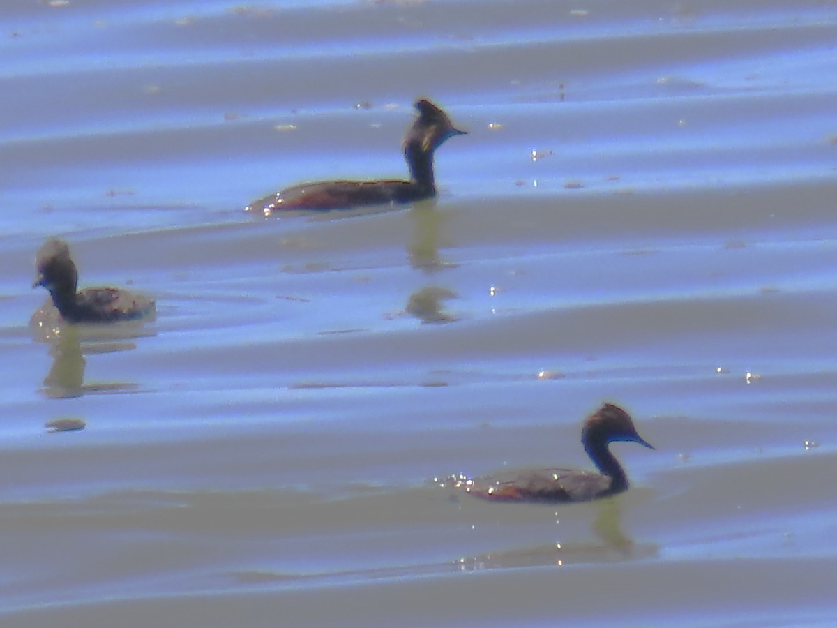 Eared Grebe - ML619751546