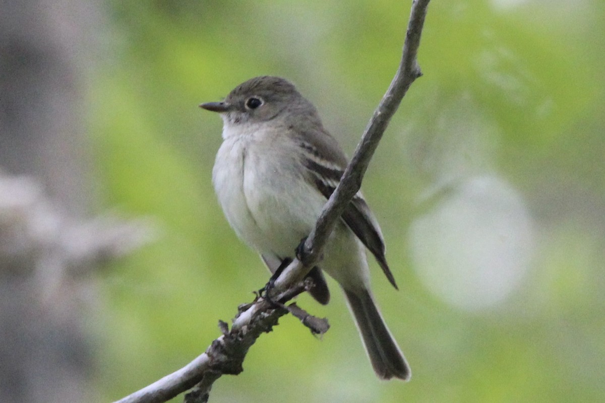 Least Flycatcher - ML619751564