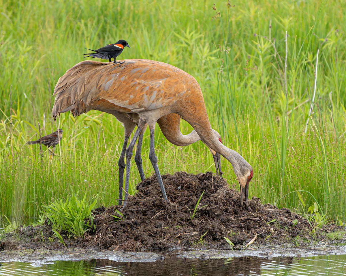 Sandhill Crane - ML619751581