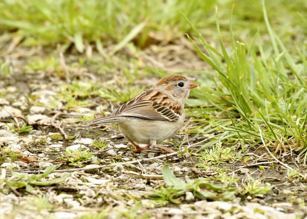 Field Sparrow - ML619751594