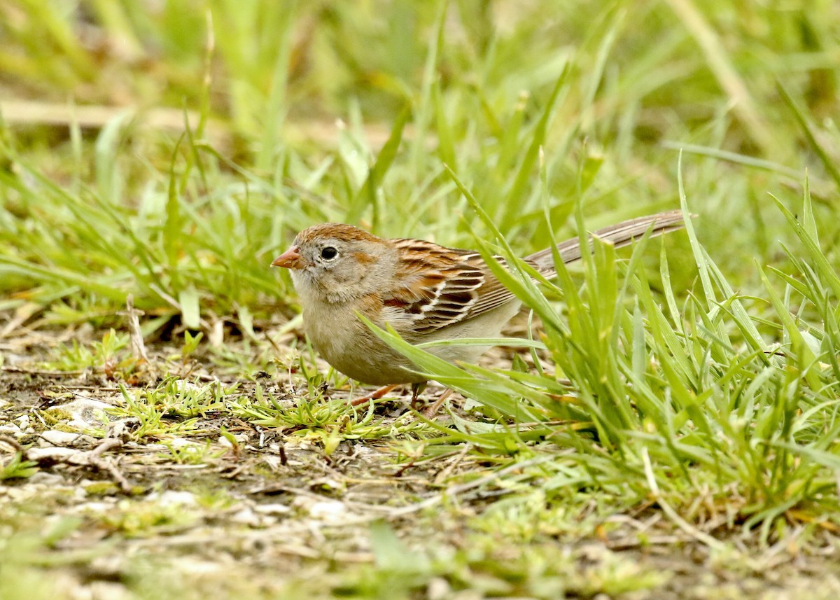 Field Sparrow - ML619751608