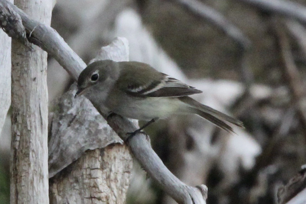 Least Flycatcher - ML619751616