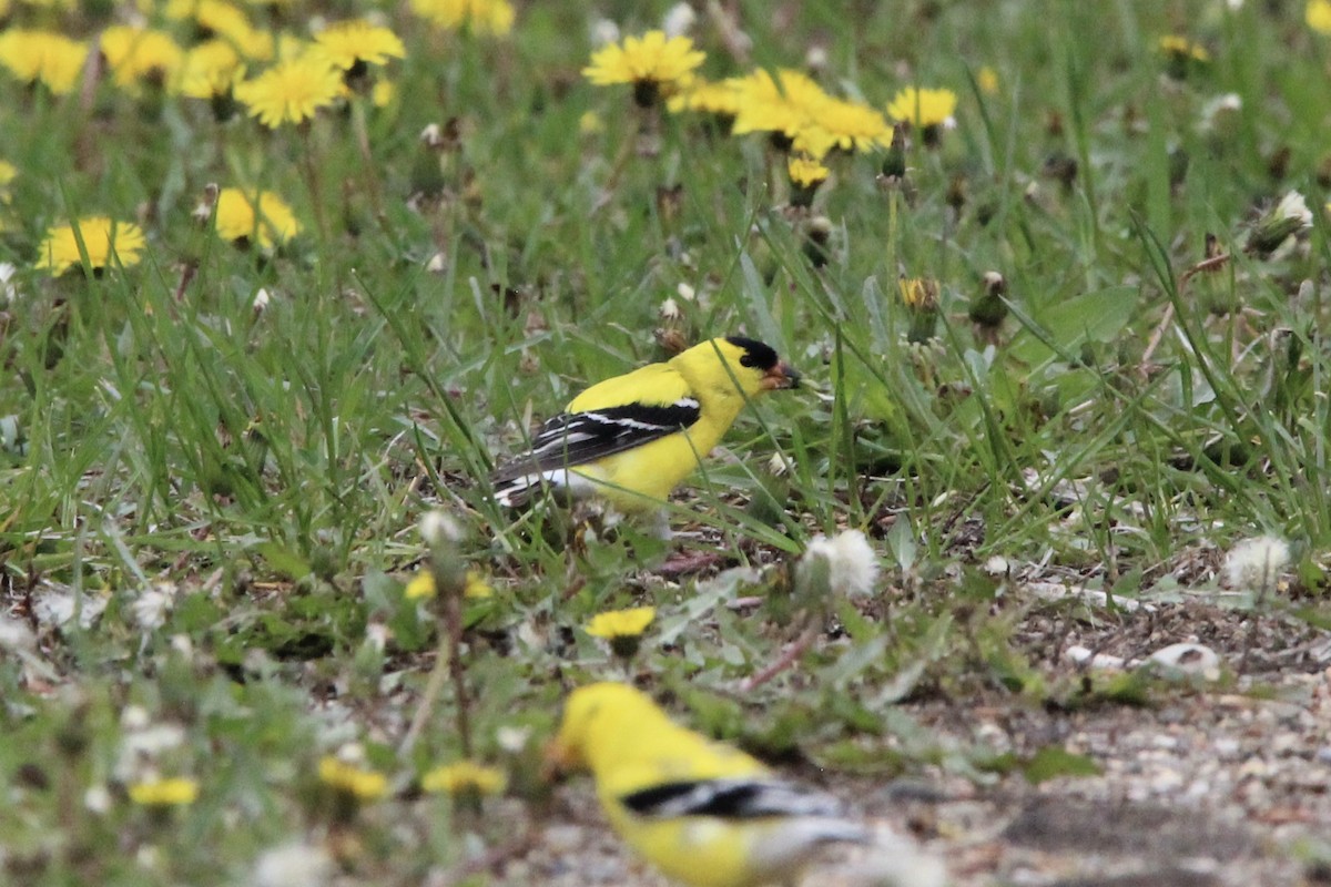 American Goldfinch - ML619751624