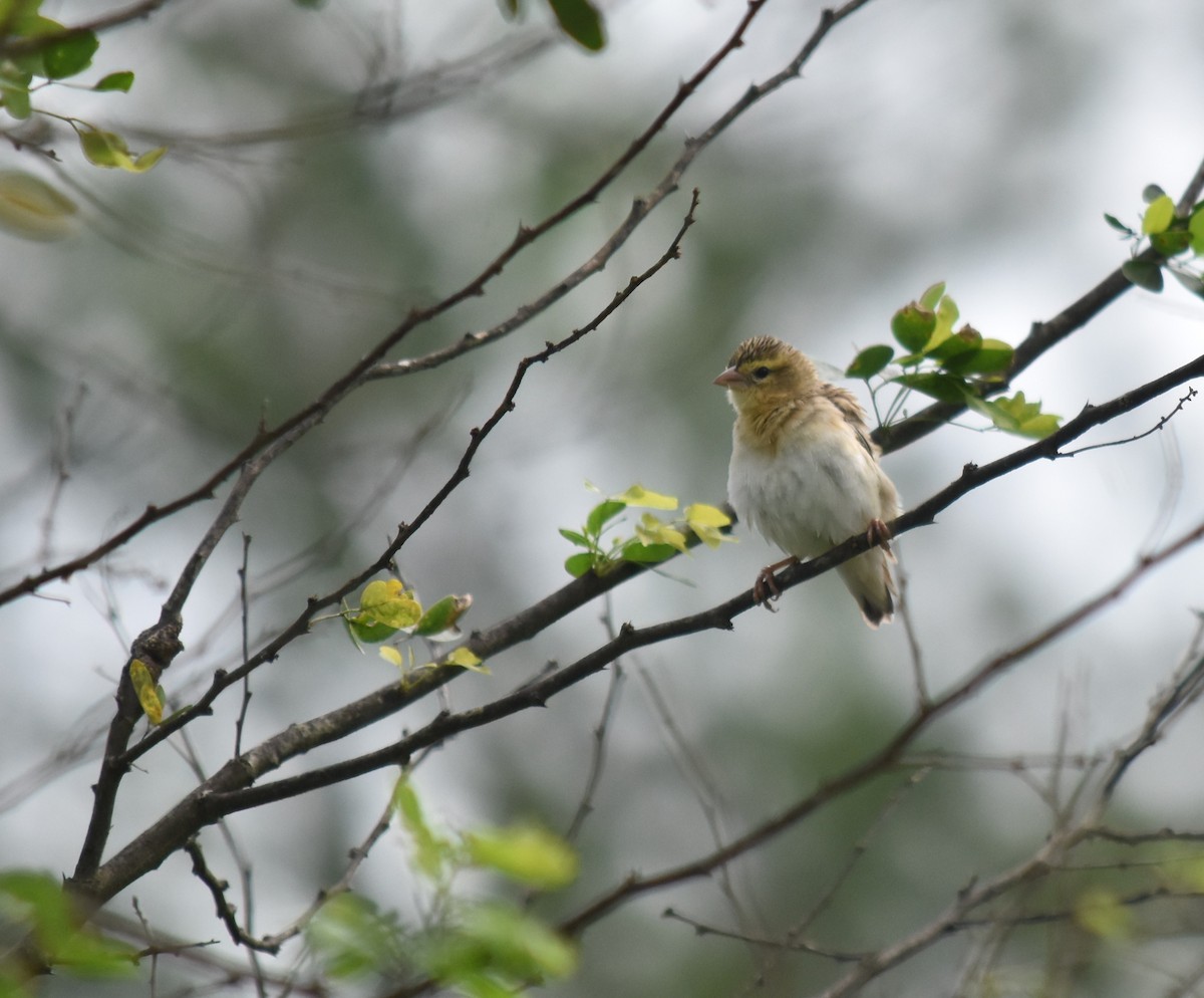 Northern Red Bishop - ML619751666