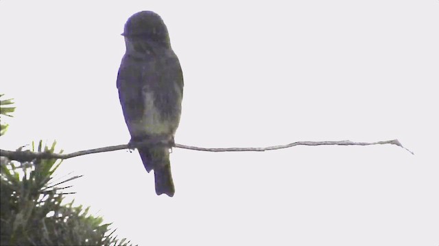 Dark-sided Flycatcher - ML619751694