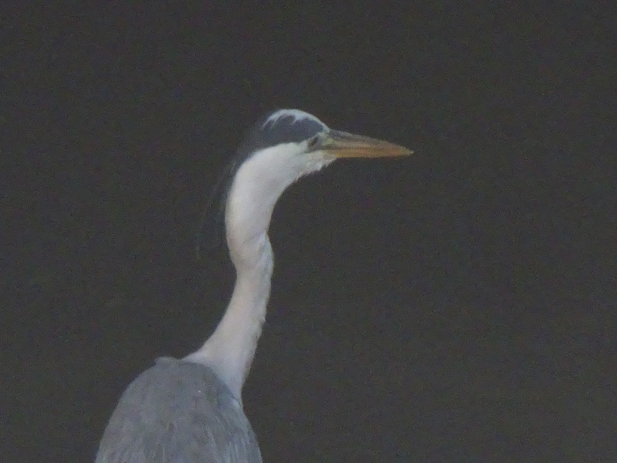 Gray Heron - ML619751704