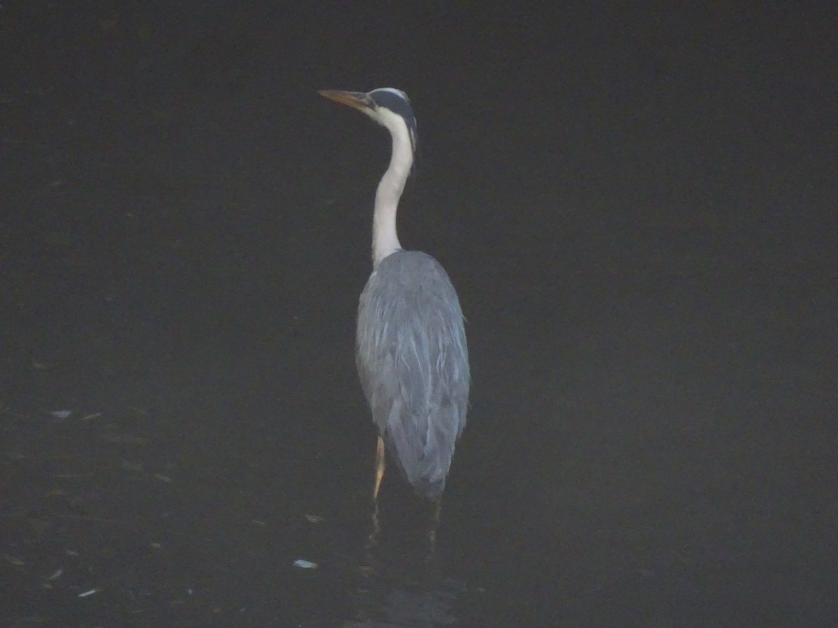 Gray Heron - ML619751705